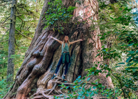 meares island ancient forest