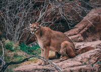 mountain lion cougar