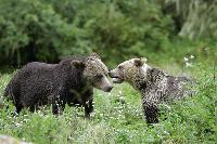 Grizzly BEars
