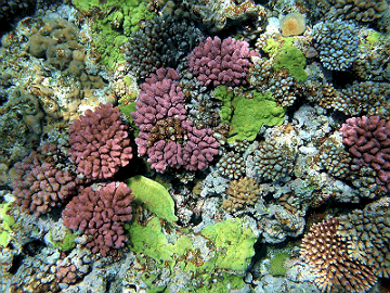 Multi Color Corals