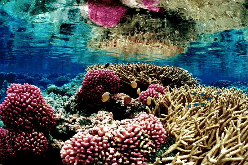 Coral Reef at Palmyra Atoll National Wildlife Refuge