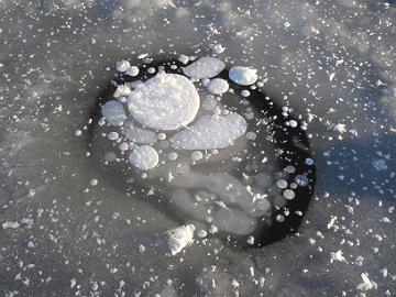 Frozen Methane Bubbles Taken January 13th, 2014