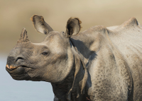 Great One-horned Rhino