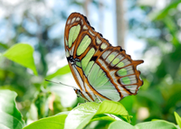 amazon rainforest butterfly