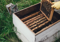 beekeeping urban