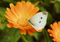 calendula with butterfly