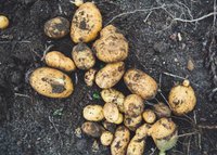 garden potatoes