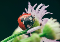ladybug closeup
