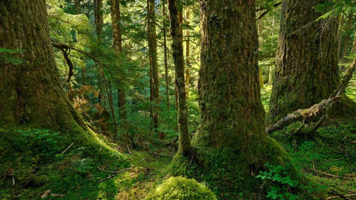 Why We Need to Protect Old-growth Forests - Environment 911