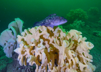 Átl’ka7tsem/Howe Sound coral
