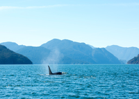 Átl’ka7tsem/Howe Sound orca