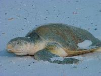 The Kempâ€™s ridley turtle is more at home in Mexico than in Wales.