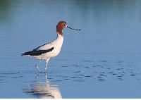 red-necked avocets
