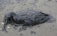 dead oiled animal from Galveston spill