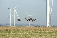 windmills affect on birds