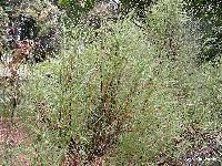 Dracophyllum longifolium