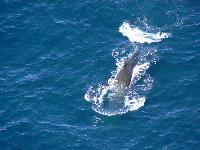 sperm whale 2