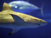 Good shark - Four Ways That Animals Help The Environment