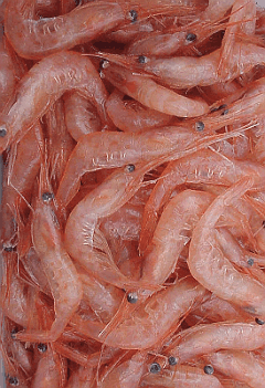 A heap of Pandalus borealis shrimp