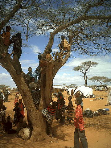 Children climb in a tree